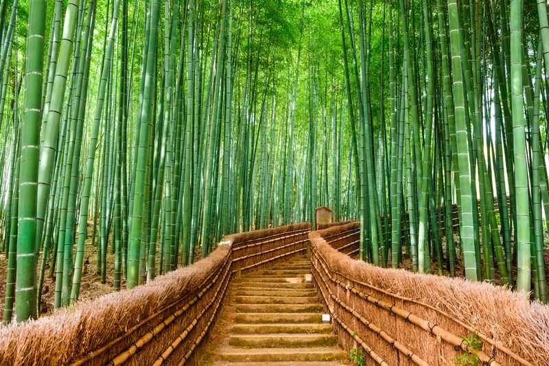 Bosque de bambú en Japón - viajes juveniles a Japón